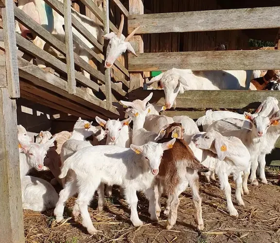 Jauni kazlēni un pieaugušas kazas kūtī pie koka nožogojuma