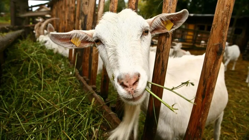 Kazu ferma Līcīši